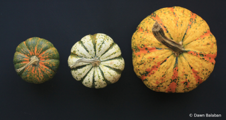 Size order pumpkins