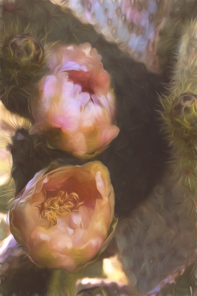 Cactus Flower