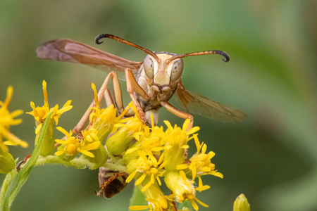 Talking to the Paper Wasp