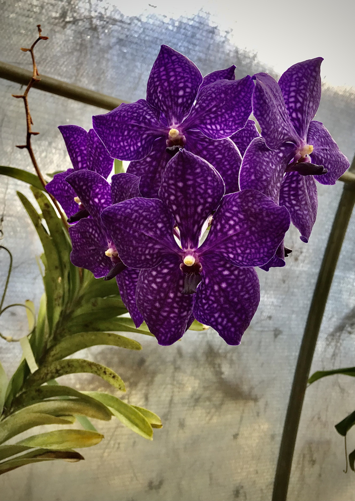 Purple Vanda coerulea Orchid