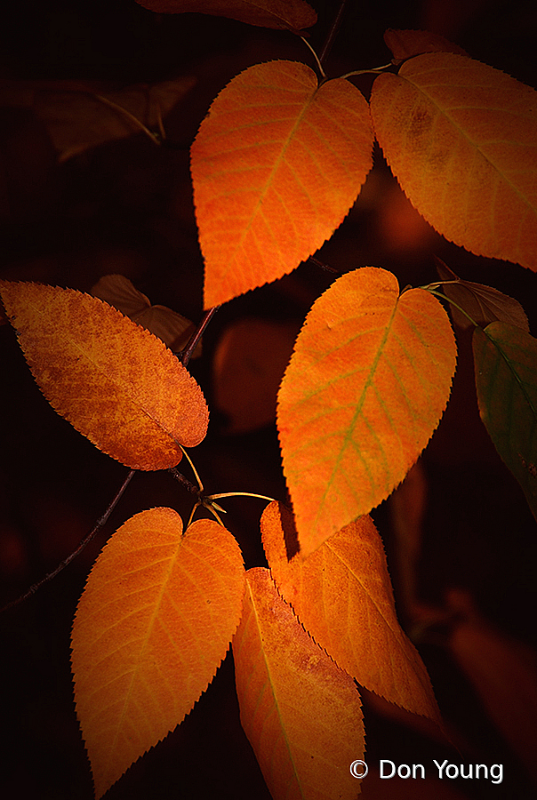 Autumn Leaves - ID: 15955981 © Don Young