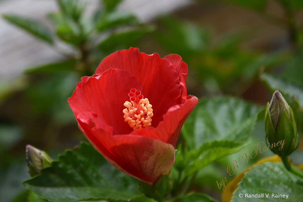 Hibiscus bloom halfway open...