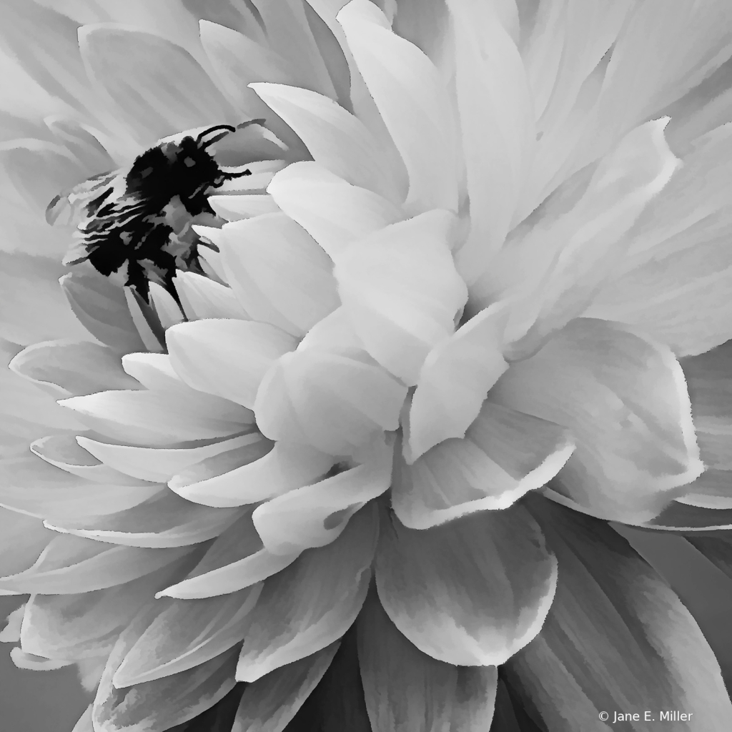 Black and White Dahlia with Bee