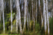 Forest Glow2  045...