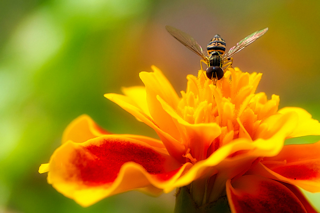 Autumn Colors - ID: 15956217 © Janet Criswell