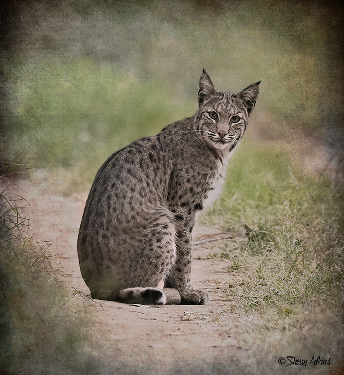 Bobcat - ID: 15956335 © Sherry Karr Adkins