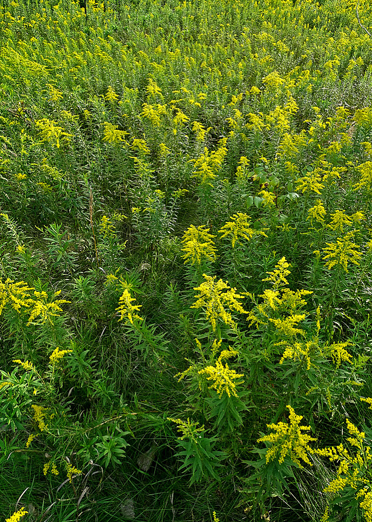 Goldenrod