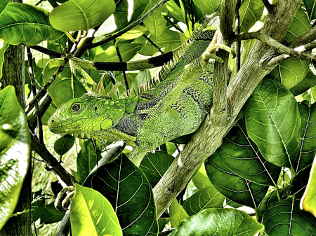 Young Iguana Skin