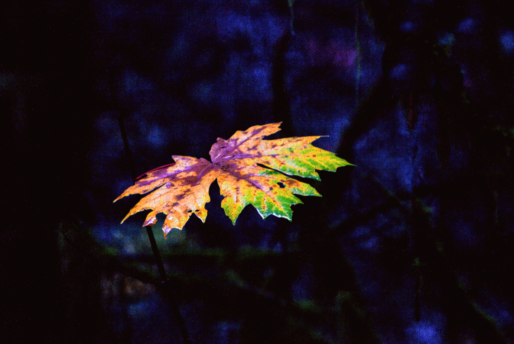 Leaf - ID: 15956538 © william (. Dodge