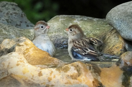 Birdie Bath Time