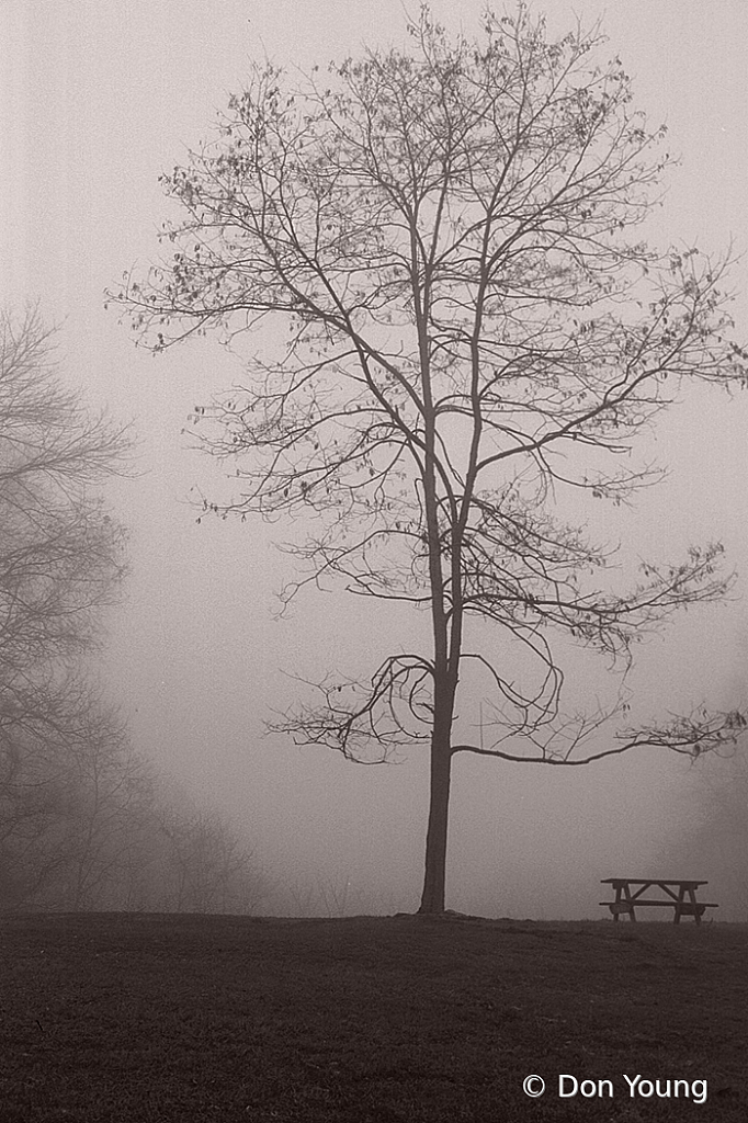 Tree In Fog - ID: 15956899 © Don Young