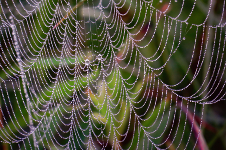 Droplets On The Web