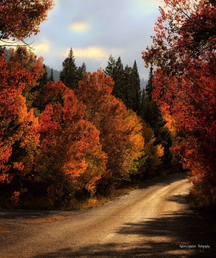 ~ Autumn Magic ~ - ID: 15956913 © Trudy L. Smuin
