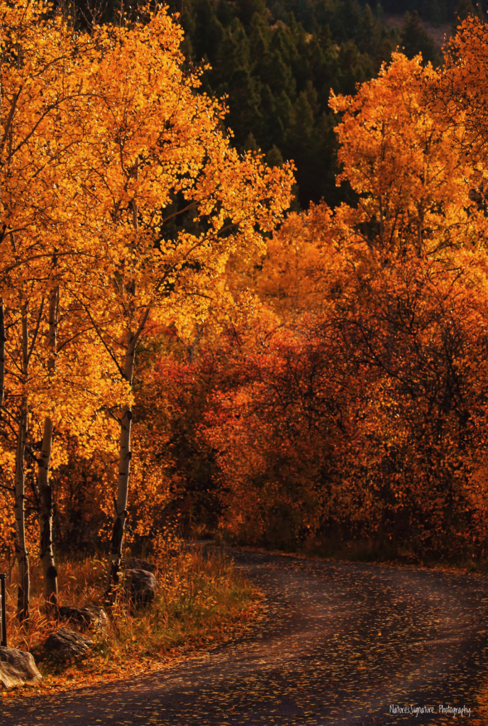 ~ A Beautiful Fall Day ~ - ID: 15956914 © Trudy L. Smuin