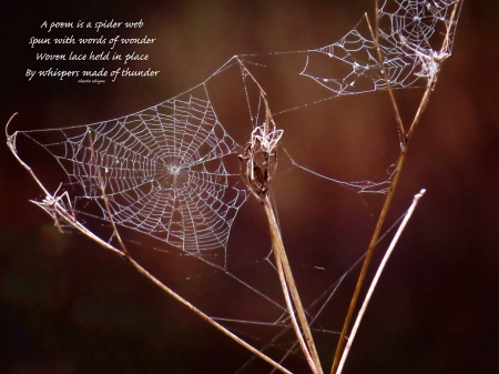 A Poem Is A Spider Web