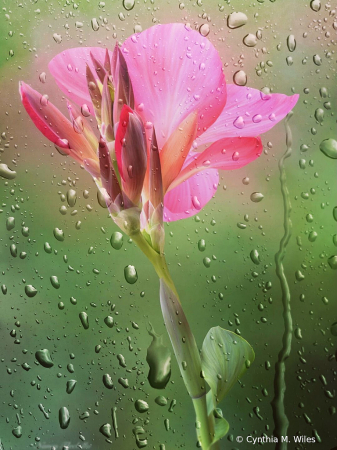 Beauty in the Rain