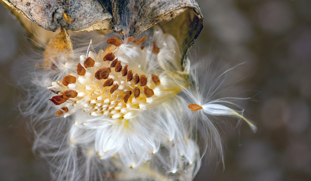 Autumn Pod - ID: 15957055 © Sheila Faryna