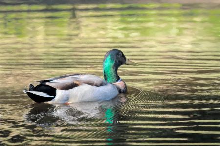 The Peaceful Pond