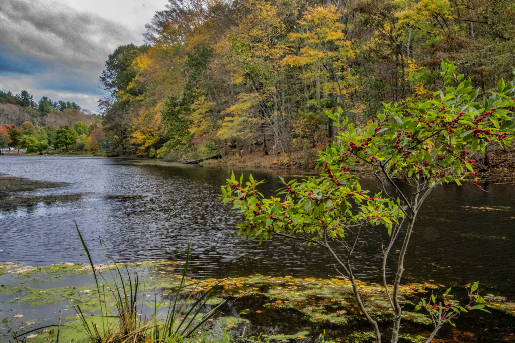 Autumn In The Park