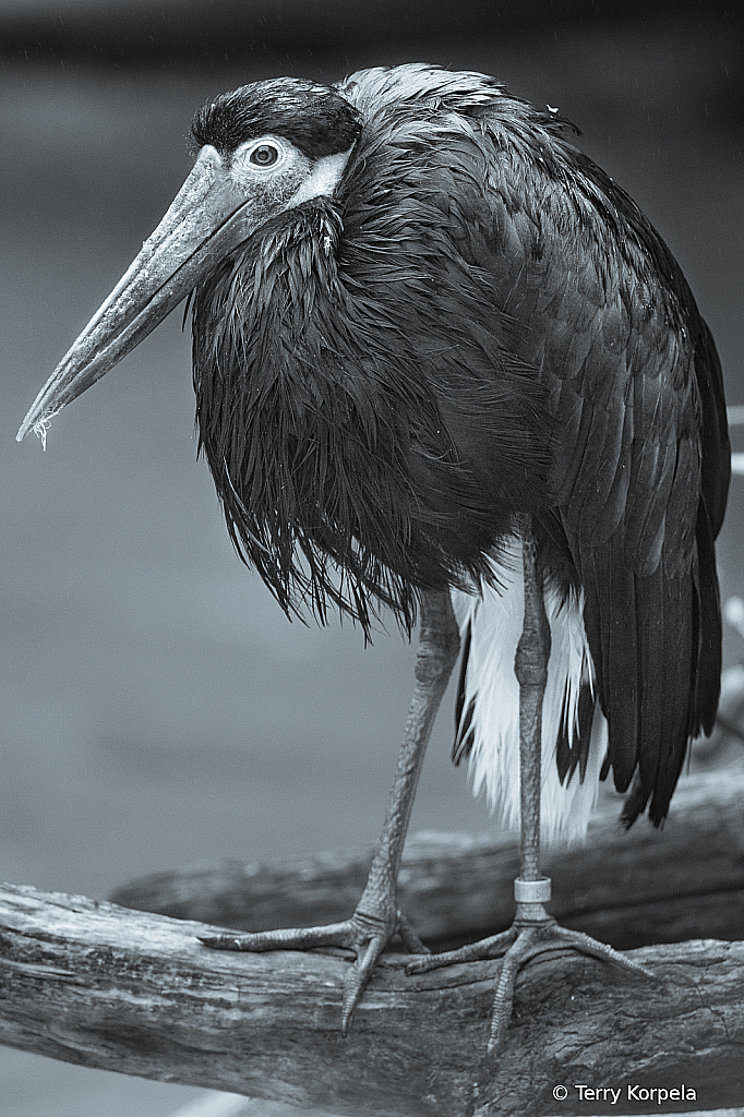Storm Stork B&W - ID: 15958175 © Terry Korpela