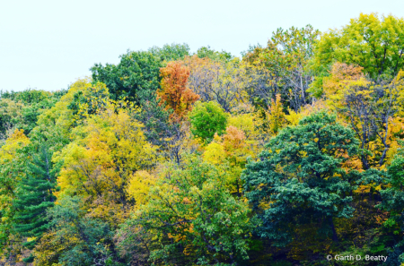 Fall Foliage 