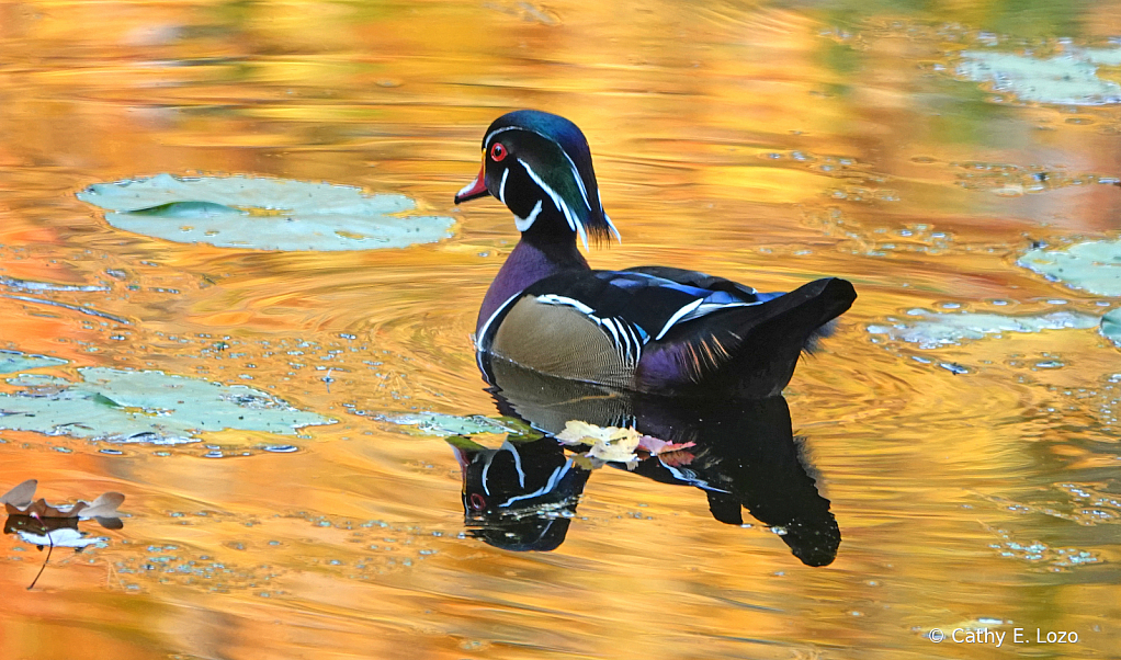 Wood Duck in Autumn's Reflection