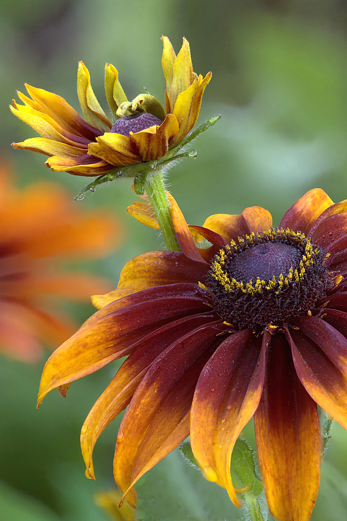 Fall Black Eyed Susan and Bud