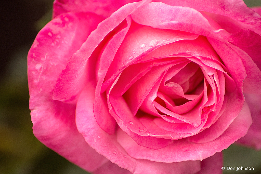 Fuchsia Rose 10-24-21 316 - ID: 15958134 © Don Johnson