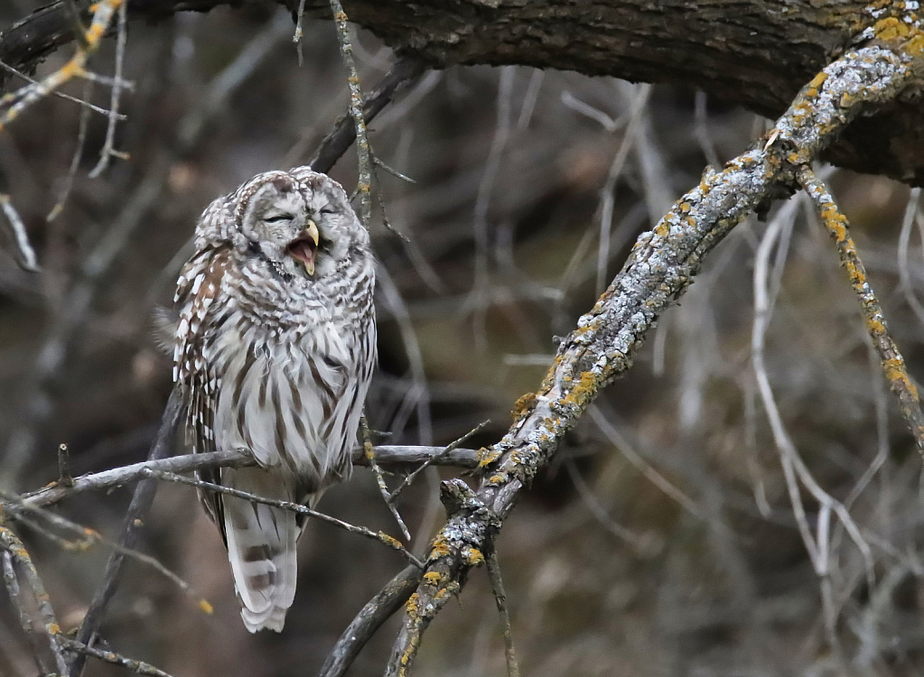 October 2021 Photo Contest Grand Prize Winner - The Yawn