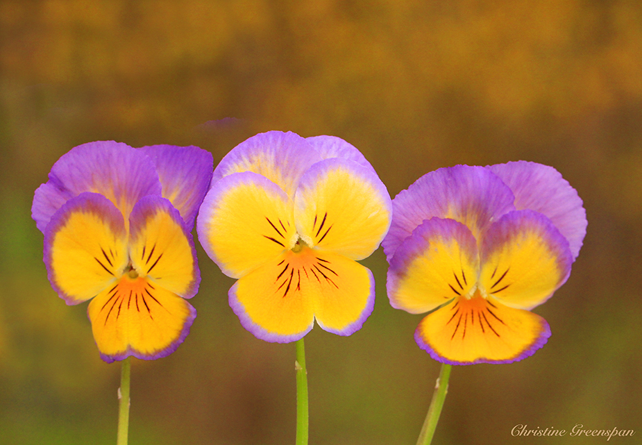 Spring Violets