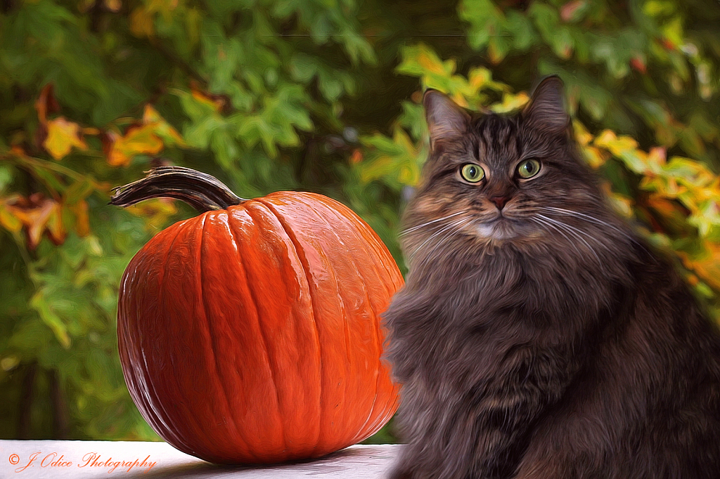 Gemma and the Pumpkin