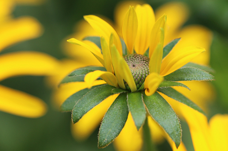 Rudbeckia