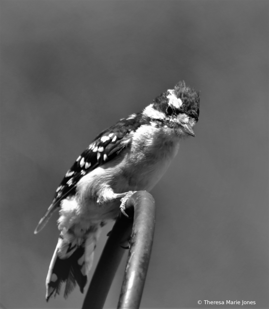Woodpecker  - ID: 15958253 © Theresa Marie Jones