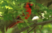 Northern Cardinal...