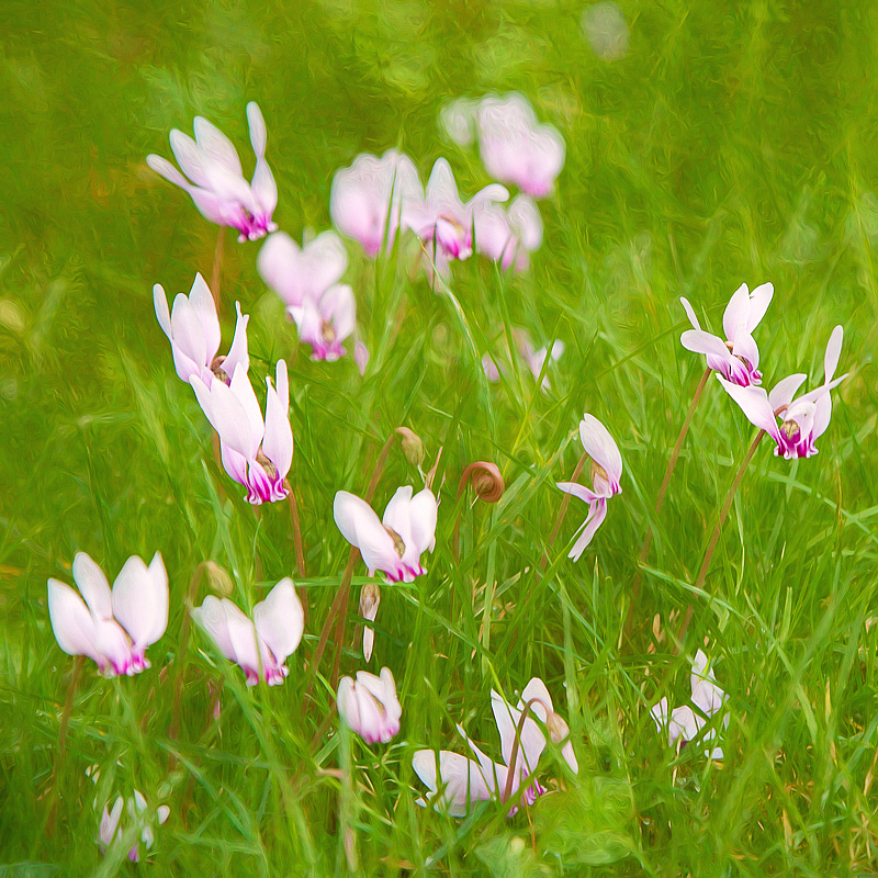 Fall Meadow Flowers