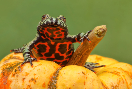 Firebelly Frog on Pumpkin