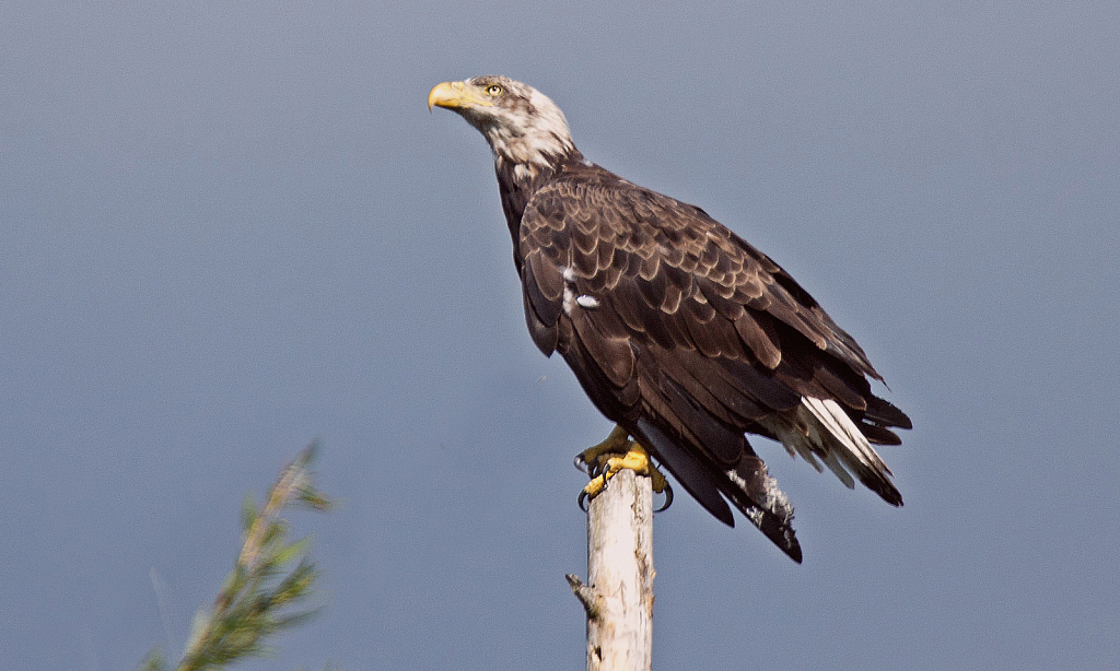 Bald Eagle With A View