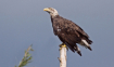 Bald Eagle With A...