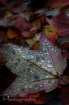 Leaf - Textures o...
