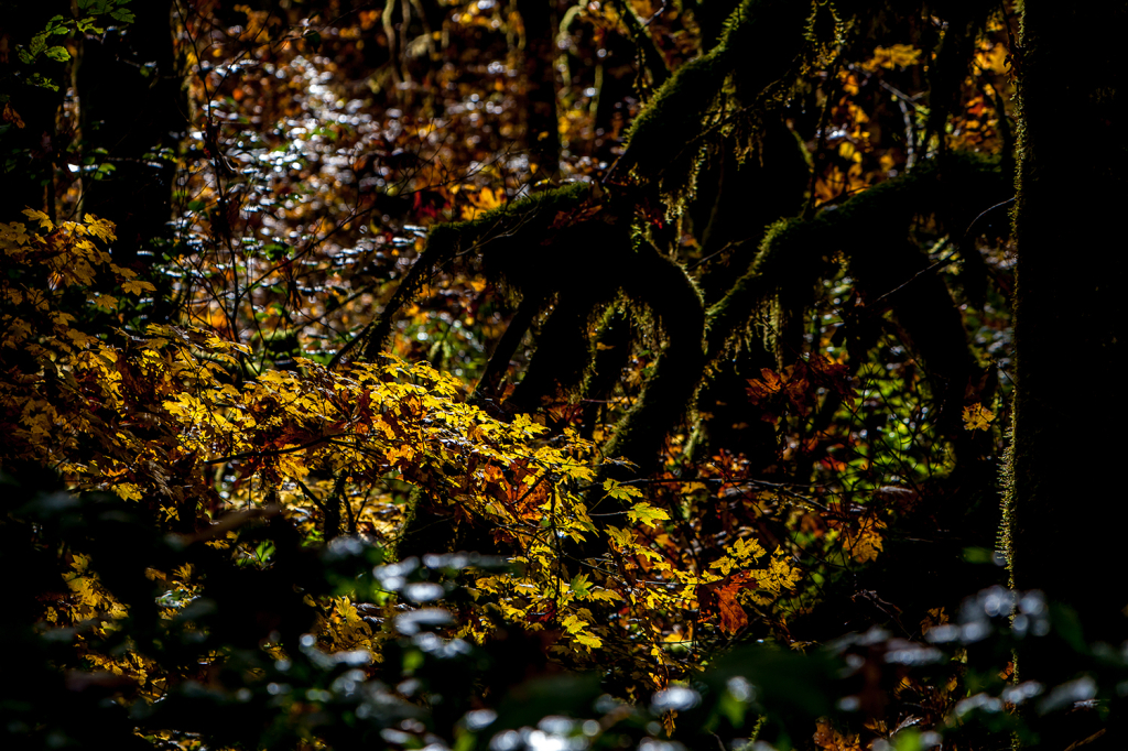 Rain Forest - ID: 15958604 © william (. Dodge