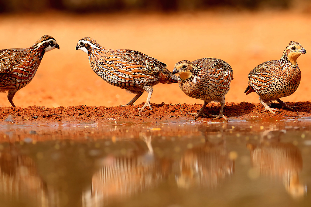 Four Quail