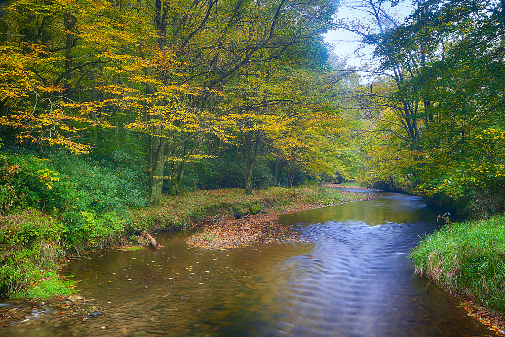 Golden Creek on a Lazy Afternoon