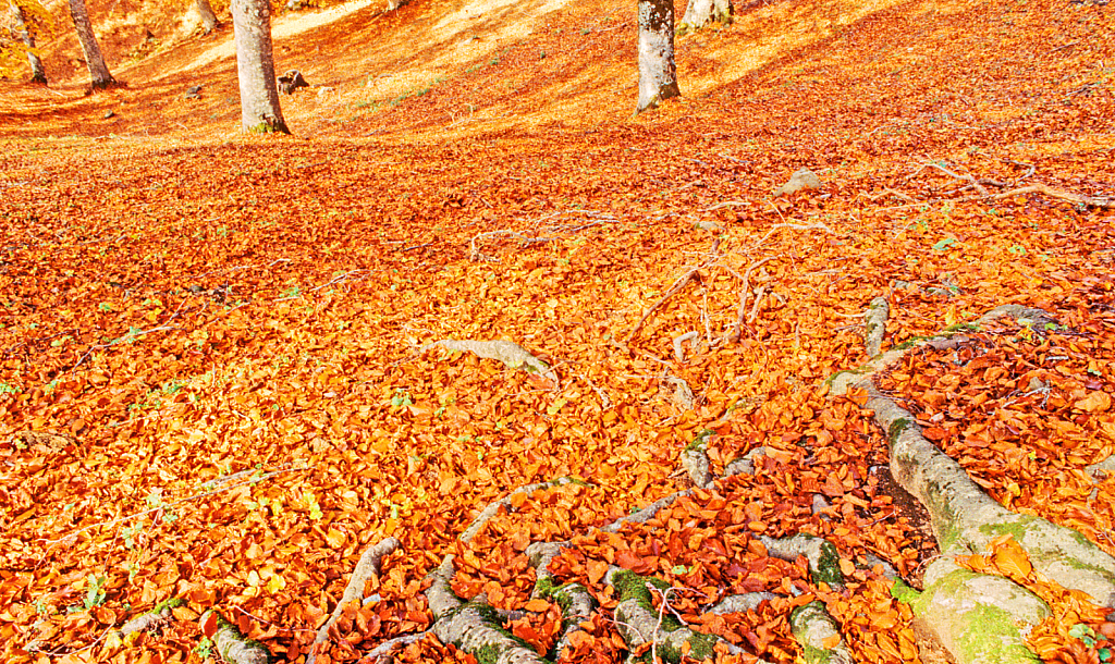 Autumn Ground Tapestry.