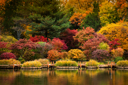 Symphony in Gold and Orange