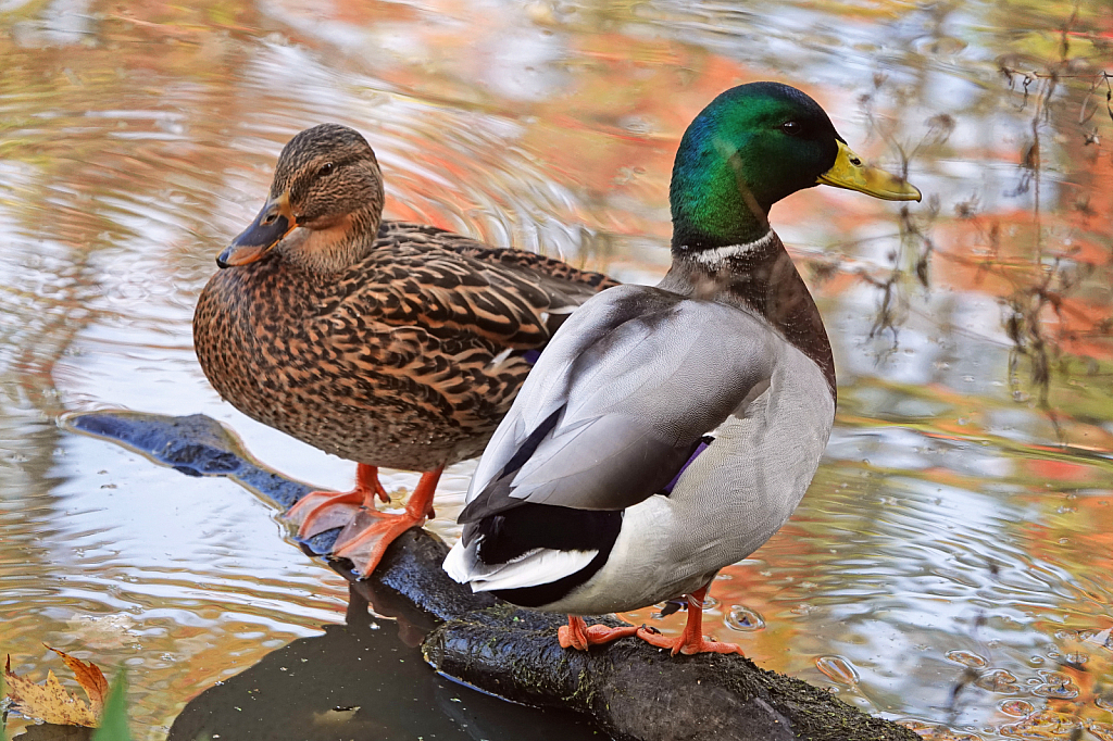 The Mallard Couple