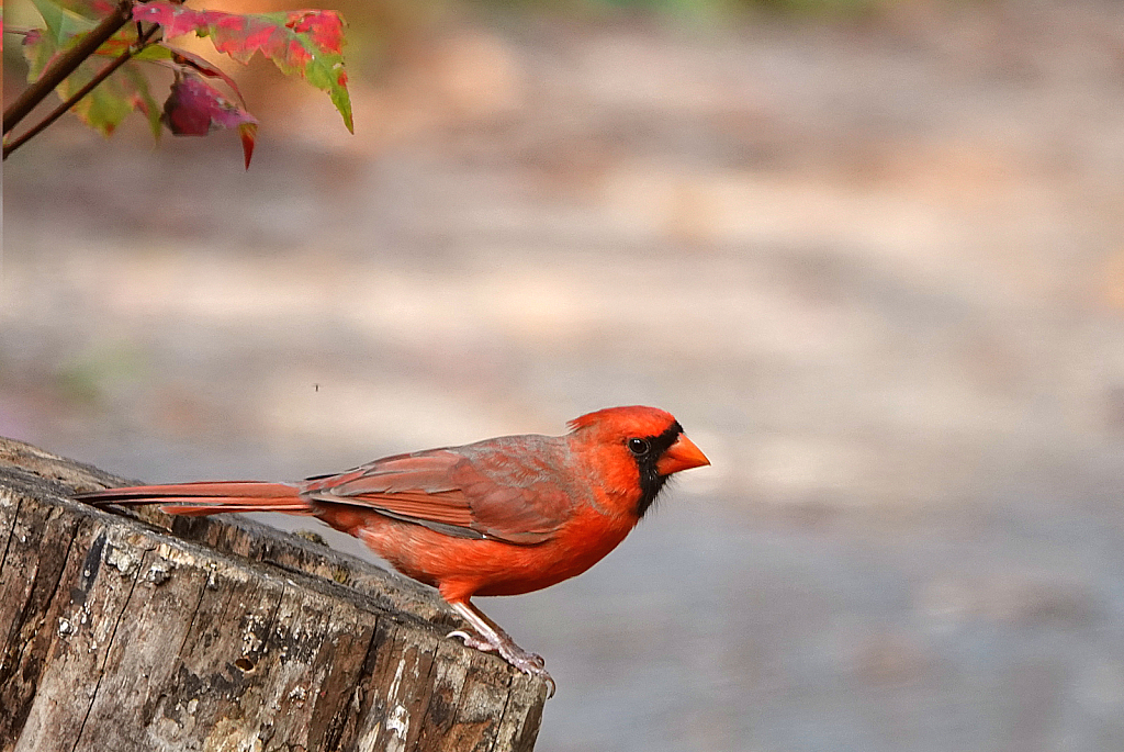 Scarlet Beauty