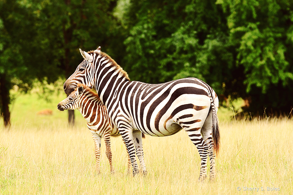 Stripes and Snuggles