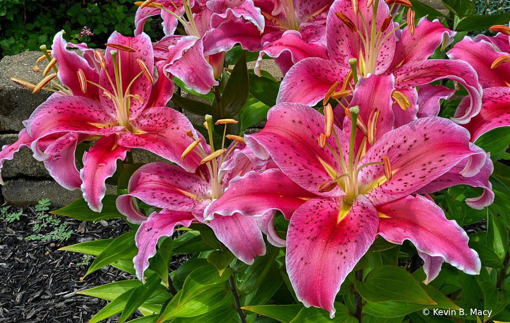 Star Gazer Lily - Stacked Outdoors