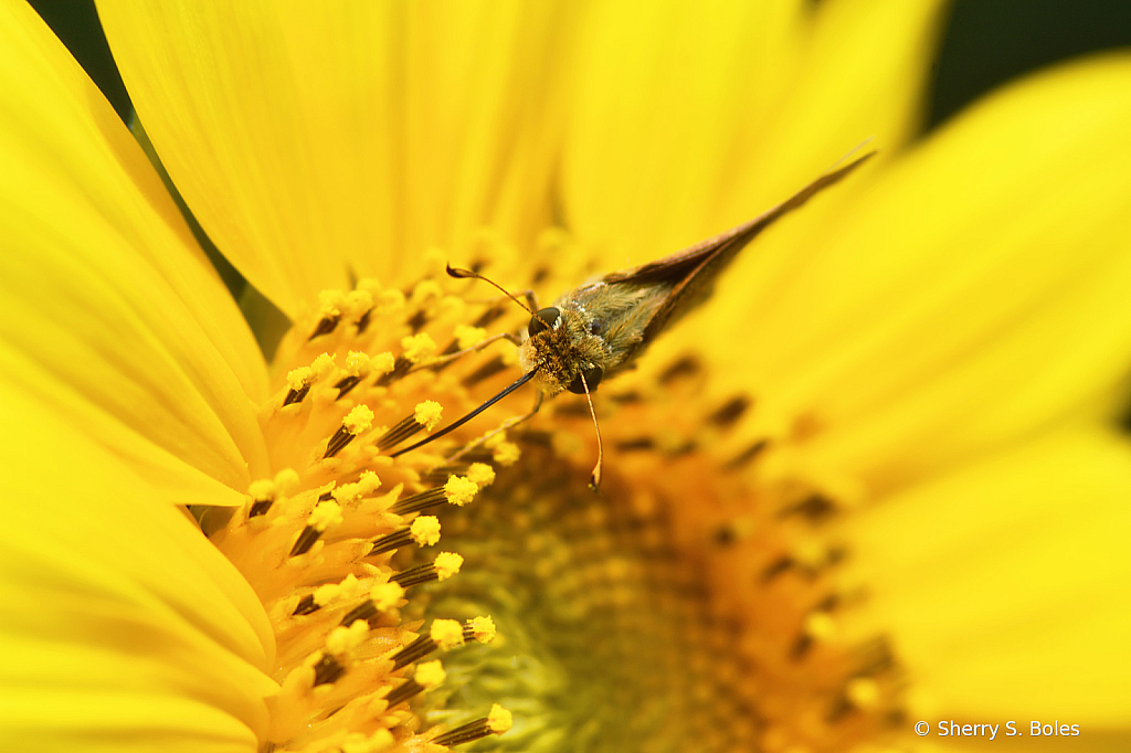 Sipping in the Sun(flower)