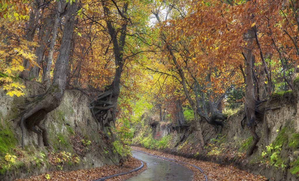 Autumn Road